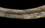 Agujaceratops Rib With Metal Stand - Aguja Formation, Texas #51413-1
